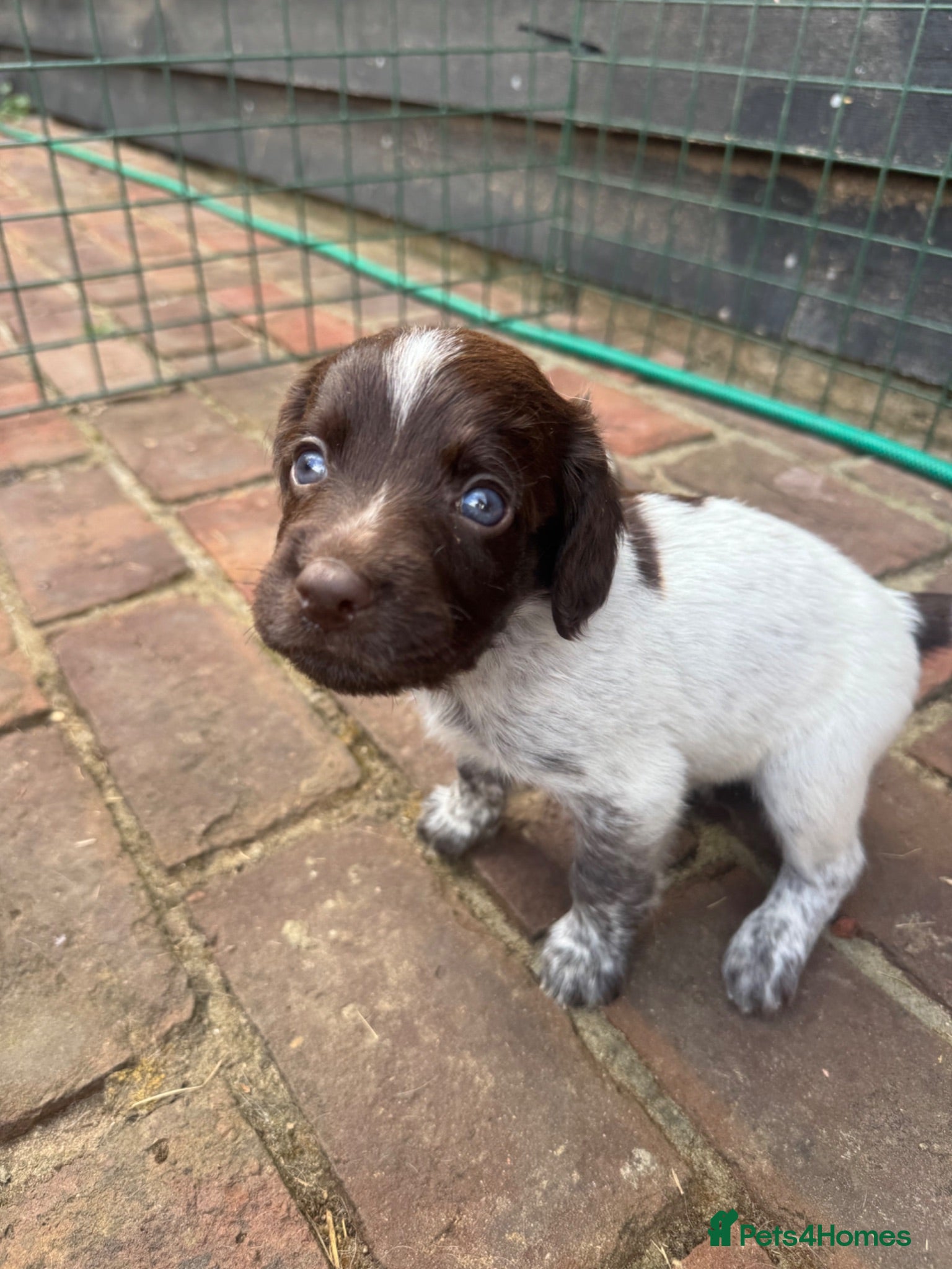 Sprocker dogs Sprocker puppies FINAL 3 REMAINING - Advert 8