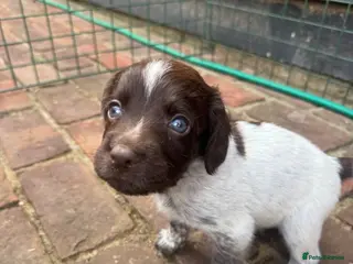Sprocker dogs Sprocker puppies FINAL 3 REMAINING - Advert 8