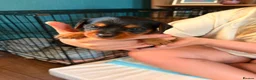Mixed Breed dogs for sale: Dorkie puppies (dachshund X Yorkshire terrier) - Advert 8