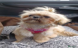 Shih Tzu dogs for sale: Imperial Shi tzu full pedigree puppy  - Image 1