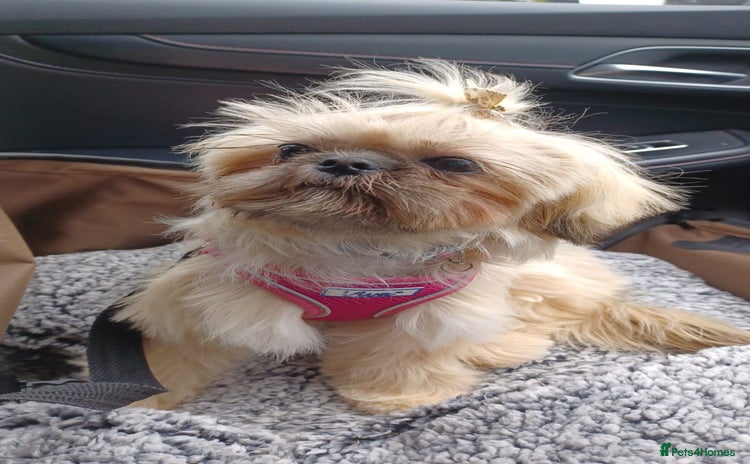 Shih Tzu dogs for sale - Advert 1