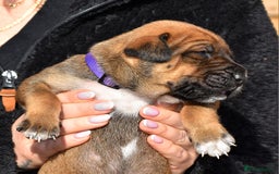 Belgian Shepherd Dog dogs for sale: Bullherders top working lines  - Image 21