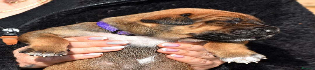 Belgian Shepherd Dog Puppy 3