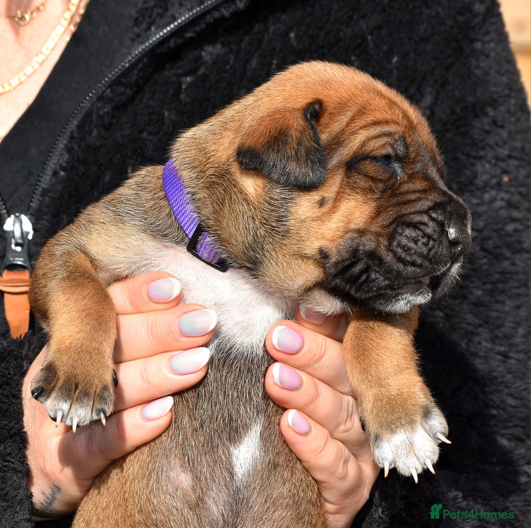 Belgian Shepherd Dog dogs for sale: Bullherders top working lines  - Image 21