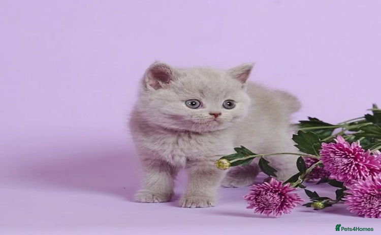 British Shorthair cats - Advert 10