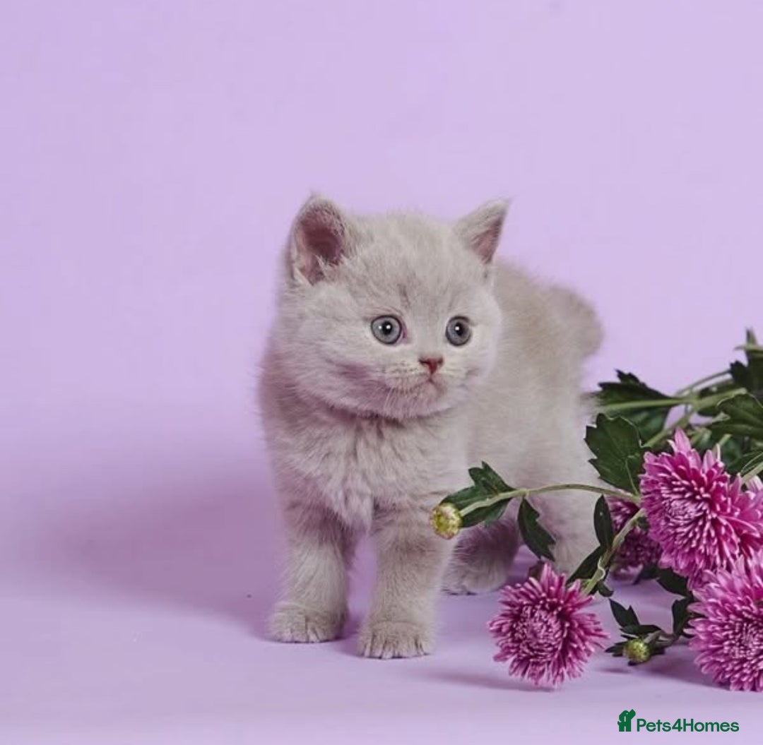 British Shorthair cats for sale: Cute pedigree lilac British shorthair kittens - Image 1