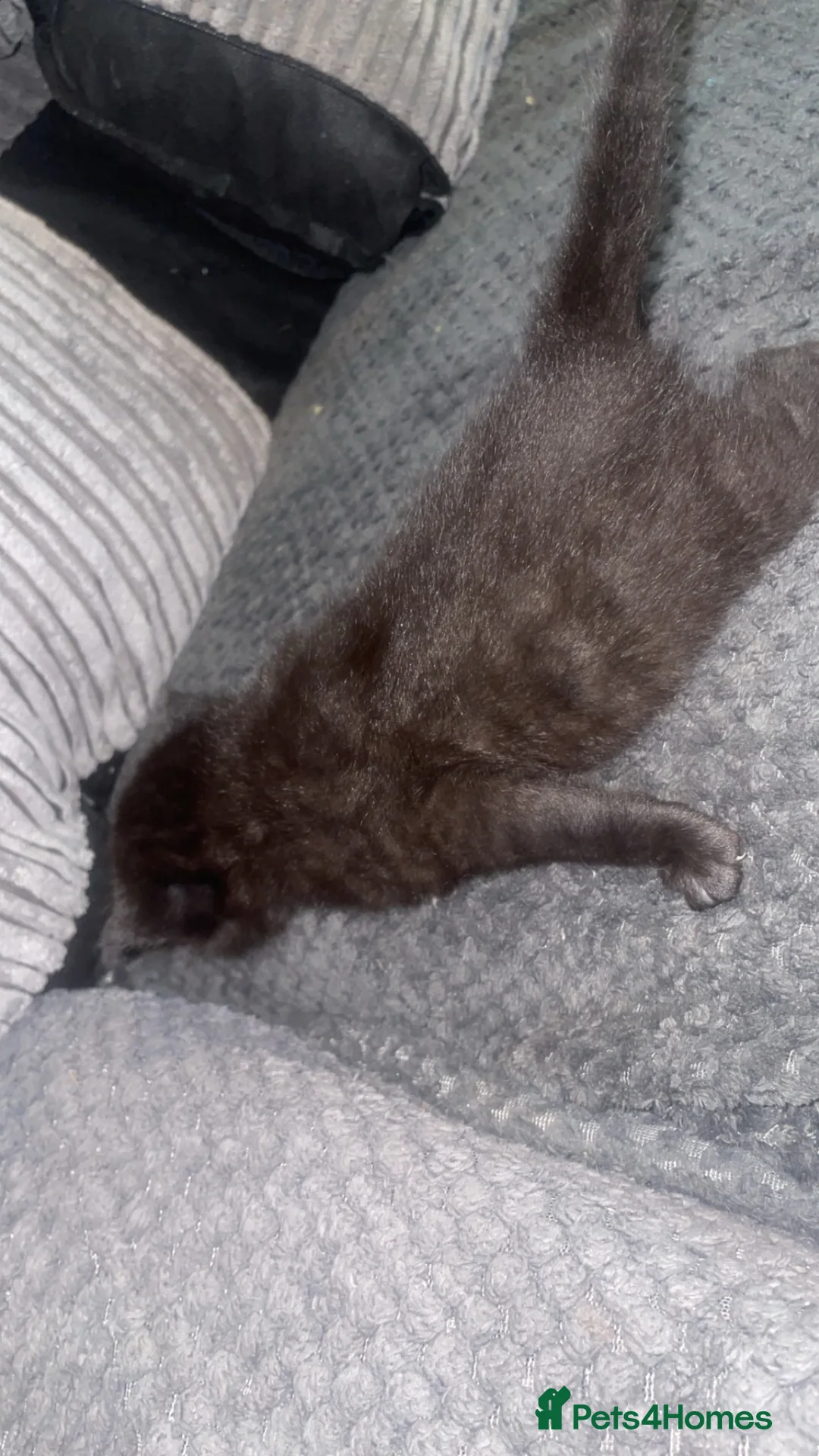 Mixed Breed cats for sale: 2 female kittens looking for forever homes in Swansea - Advert 5