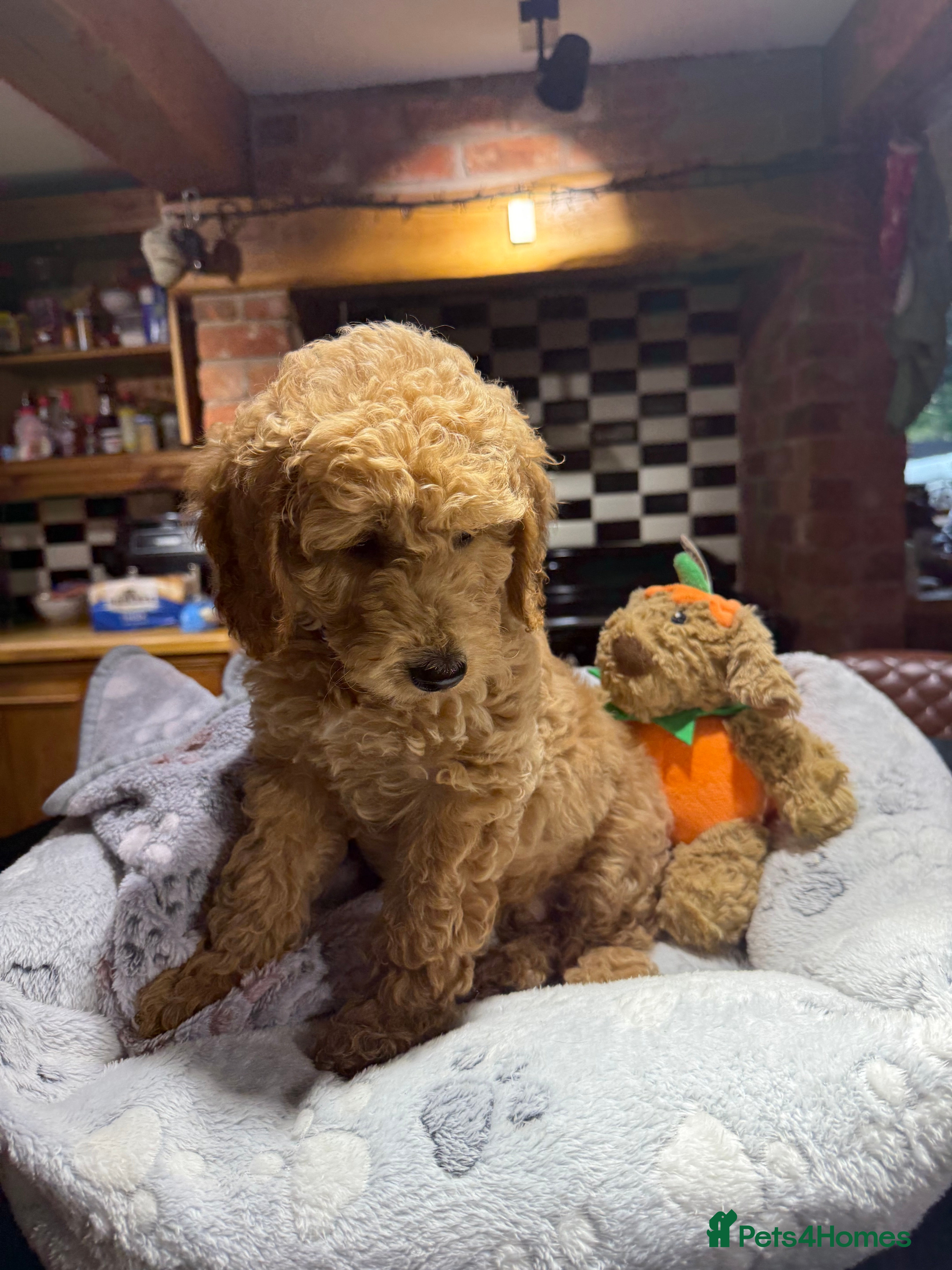 Mini Goldendoodle dogs Outstanding Goldendoodle puppies  - Advert 5