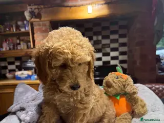 Mini Goldendoodle dogs Outstanding Goldendoodle puppies - Advert 5