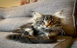 Maine Coon cats for sale: Purebred Maine Coon Male Kittens. Blue,Tabby,Black - Image 9