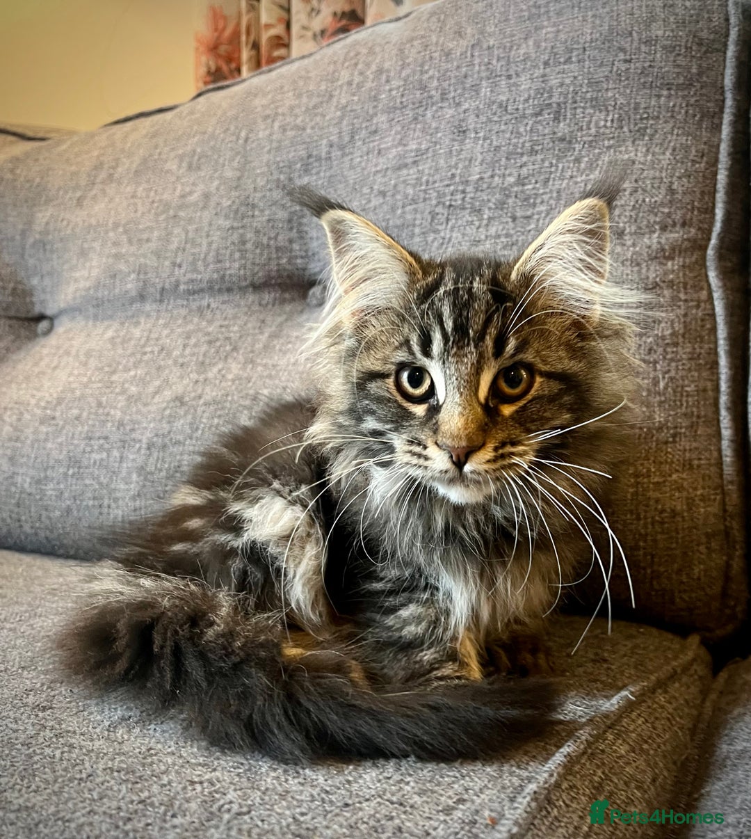 Maine Coon cats for sale: Purebred Maine Coon Male Kittens. Blue,Tabby,Black - Image 9