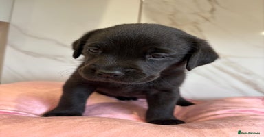 Labrador Retriever dogs - Advert 14