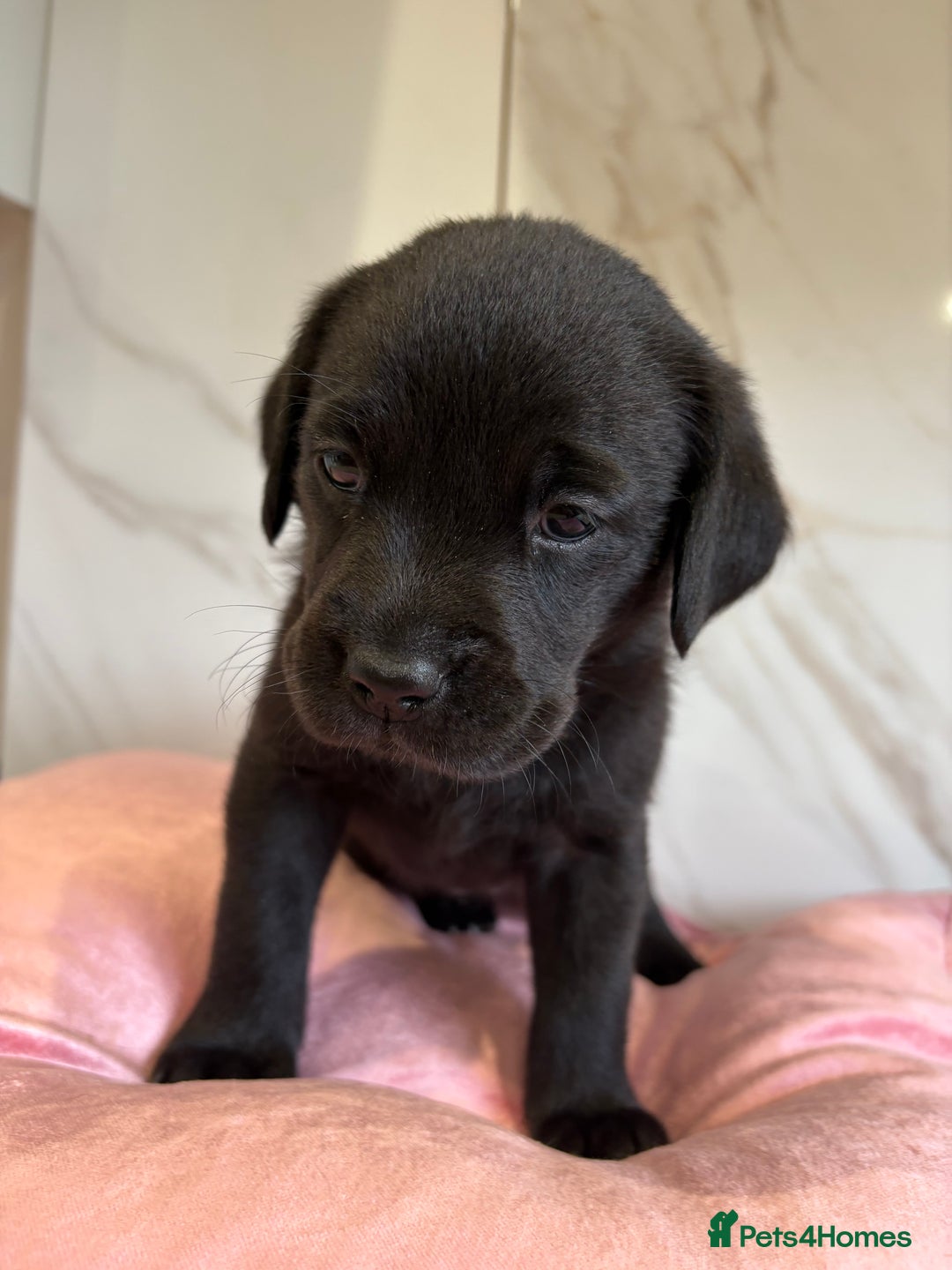 Labrador Retriever dogs for sale: Stunning Labrador KC Registered Puppies - Image 2