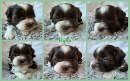 Miniature Schnauzer dogs for sale: MAC/BVA CLEAR - ONE MEGACOATED BLACK GIRL  - Image 16