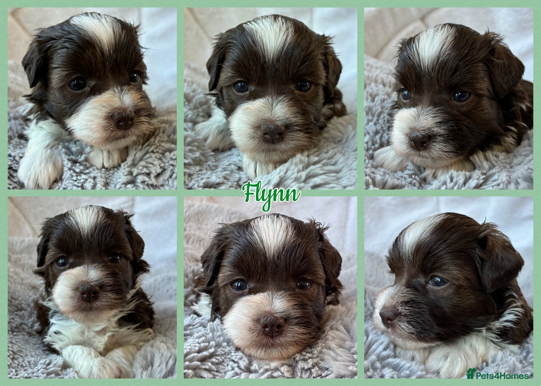 Miniature Schnauzer dogs for sale: MAC/BVA CLEAR - ONE MEGACOATED BLACK GIRL  - Image 16