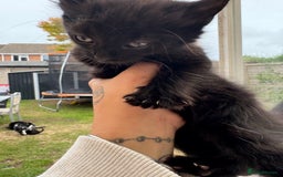 Domestic Shorthair cats for sale: Black kitties available to go  - Image 4
