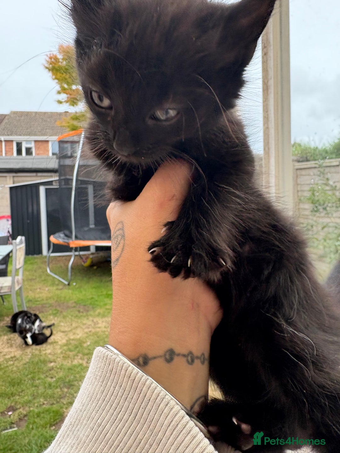 Domestic Shorthair cats for sale: Black kitties available to go  - Image 4