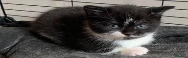 British Shorthair Kitten 2
