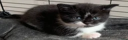 British Shorthair cats for sale: BSH X MAINECOON - Advert 4