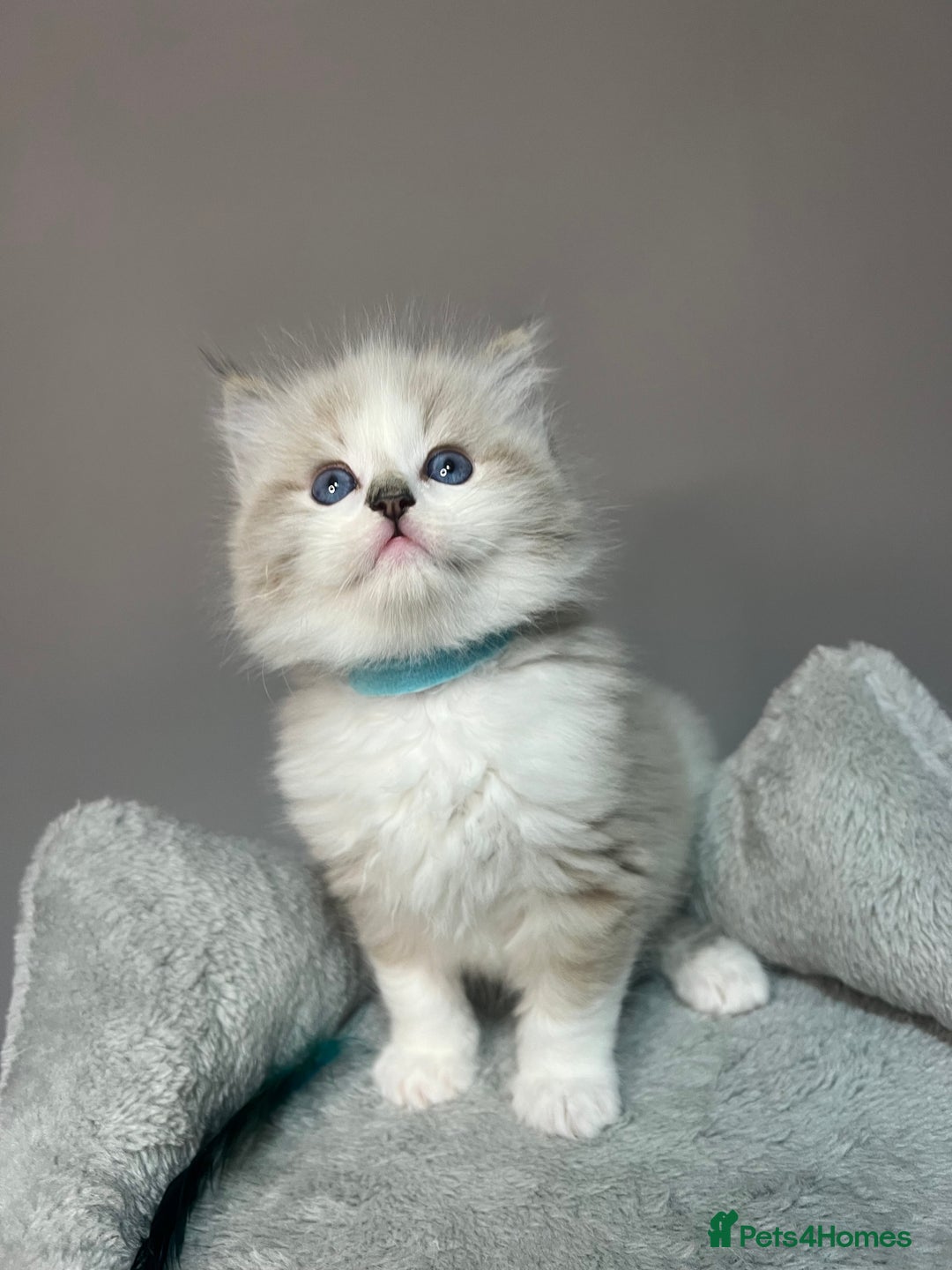 Ragdoll cats for sale: Registered Ragdolls kittens for sale - Image 8
