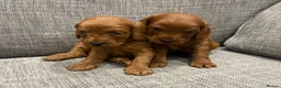 Cavapoo dogs for sale: Health clear F1 Cavapoo boys - Advert 4