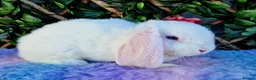 Mini Lop rabbits for sale: Baby mini plush lops  - Advert 3