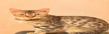 Bengal 1
