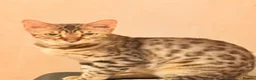Bengal cats for sale: 2 F Pedigree Bengal cats urgent moving  - Advert 4