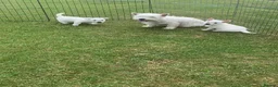 West Highland Terrier dogs for sale: 2 Westie Boys  - Advert 13