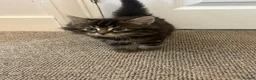 Siberian cats for sale: Siberian Cross breed, stunning litter of 5 kittens - Advert 10
