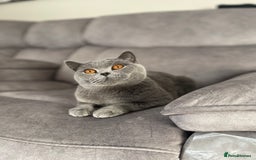 British Shorthair cats for sale: British blue shorthair kittens for sale - Image 11