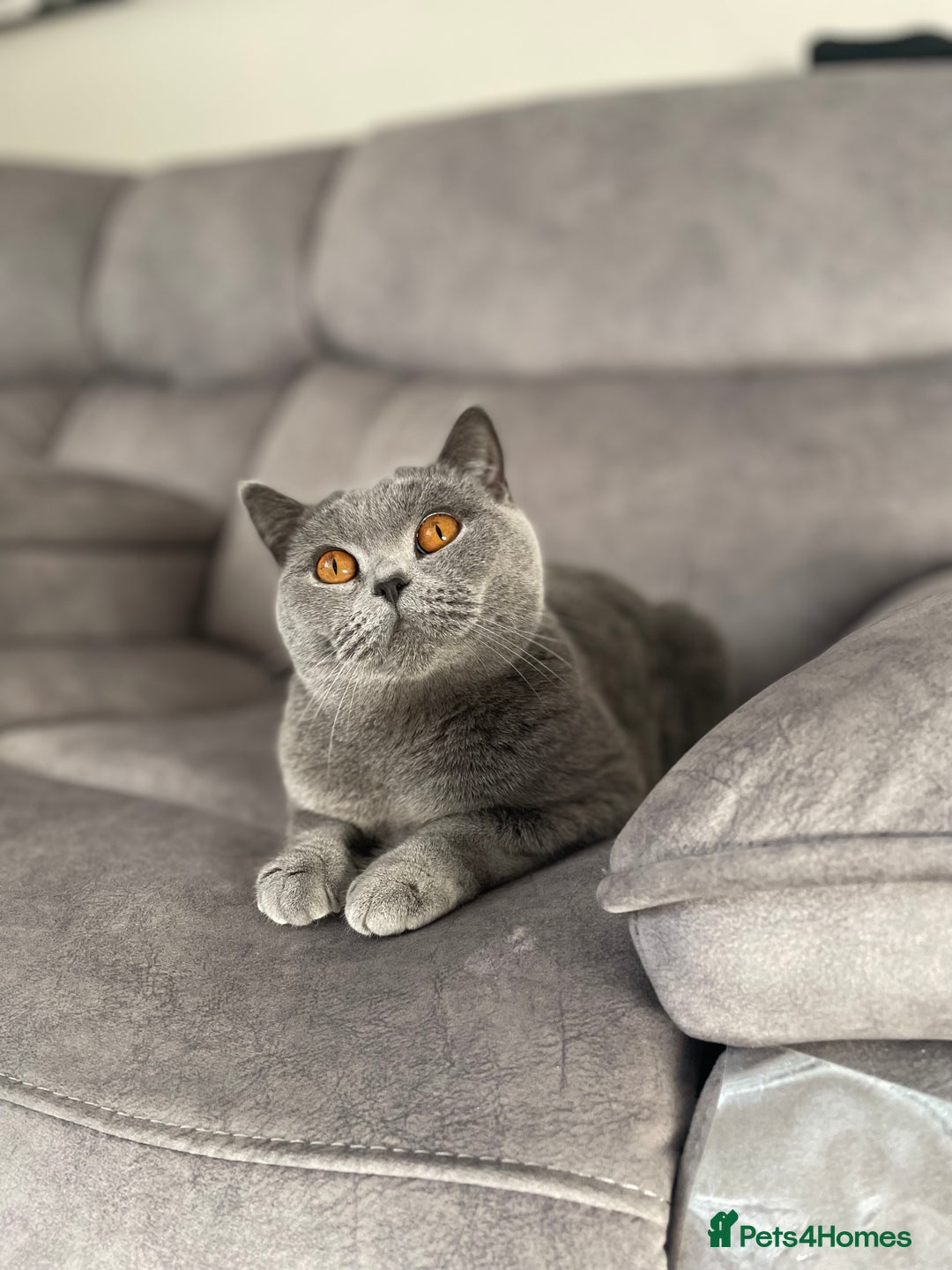 British Shorthair cats for sale: British blue shorthair kittens for sale - Image 11