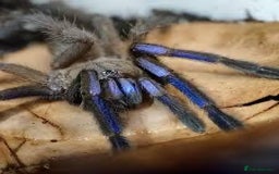 Spiders invertebrates for sale: Inverts for sale grab an absolute bargain £120  - Image 2