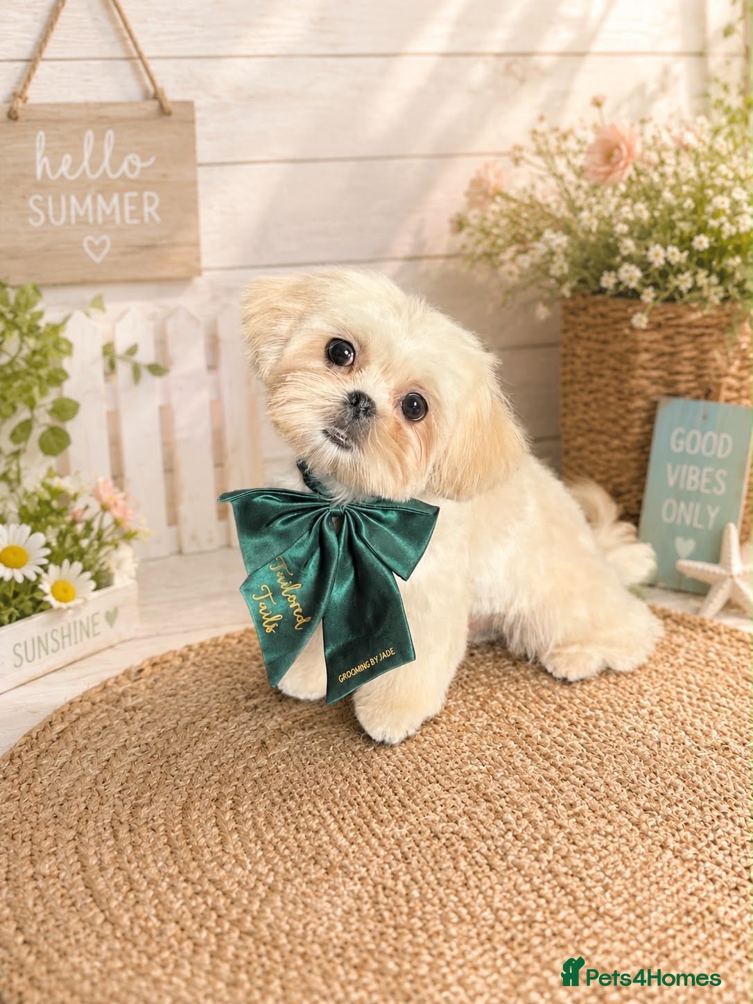 Shih Tzu dogs 5month old imperial Shih tzu - Advert 1