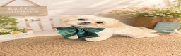 Shih Tzu dogs for sale: 5month old imperial Shih tzu in Windsor - Advert 1
