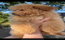 Poochon dogs for sale: Poochon  - Image 3