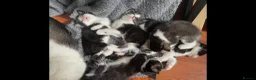 Ragdoll cats for sale: Ready now kitten- Ragdoll/British shorthair  - Advert 8