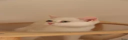 British Shorthair cats for sale: Ready Champion lines BSH kittens  - Advert 24