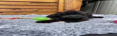 Cockapoo 6