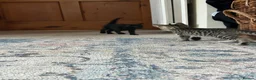 Mixed Breed cats for sale: Gorgeous tabby Kittens  - Advert 7
