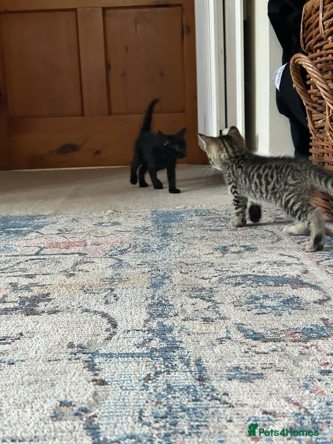 Mixed Breed cats for sale: Gorgeous tabby Kittens  - Advert 7