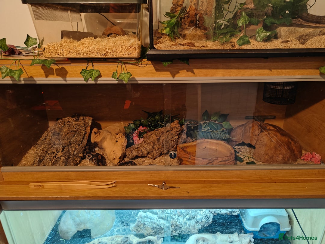 Python Snake reptiles for sale: Royal Pythan with setup - Image 4