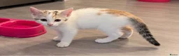Persian cats for sale: 3 beautiful half Persian kittens left for sale!! - Advert 7
