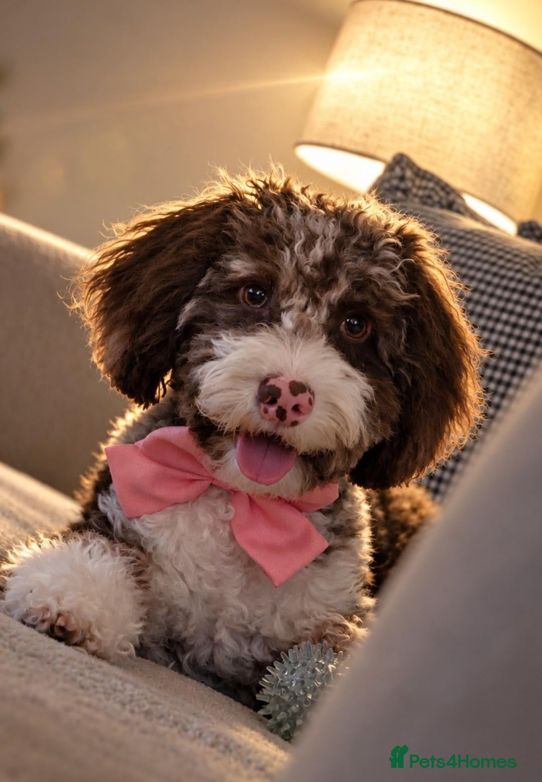 Cockapoo dogs 7 Month Old Female Cockapoo  - Advert 6