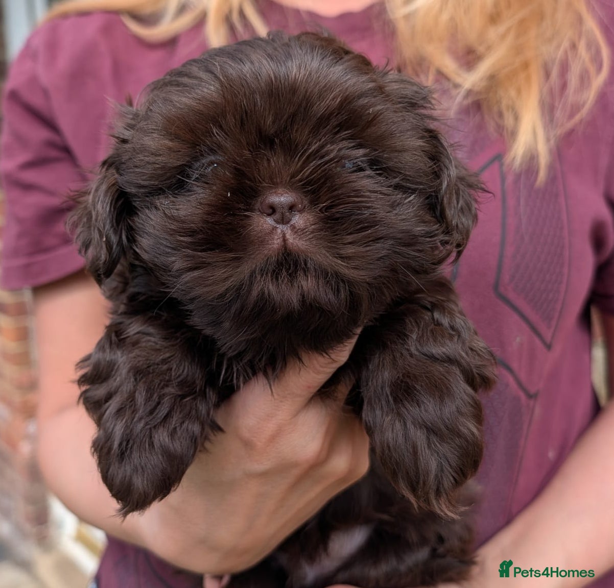 Shih Tzu dogs Imperial Shih-tzu Ready to leave  - Advert 8