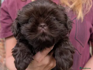 Shih Tzu dogs Imperial Shih-tzu Ready to leave - Advert 8