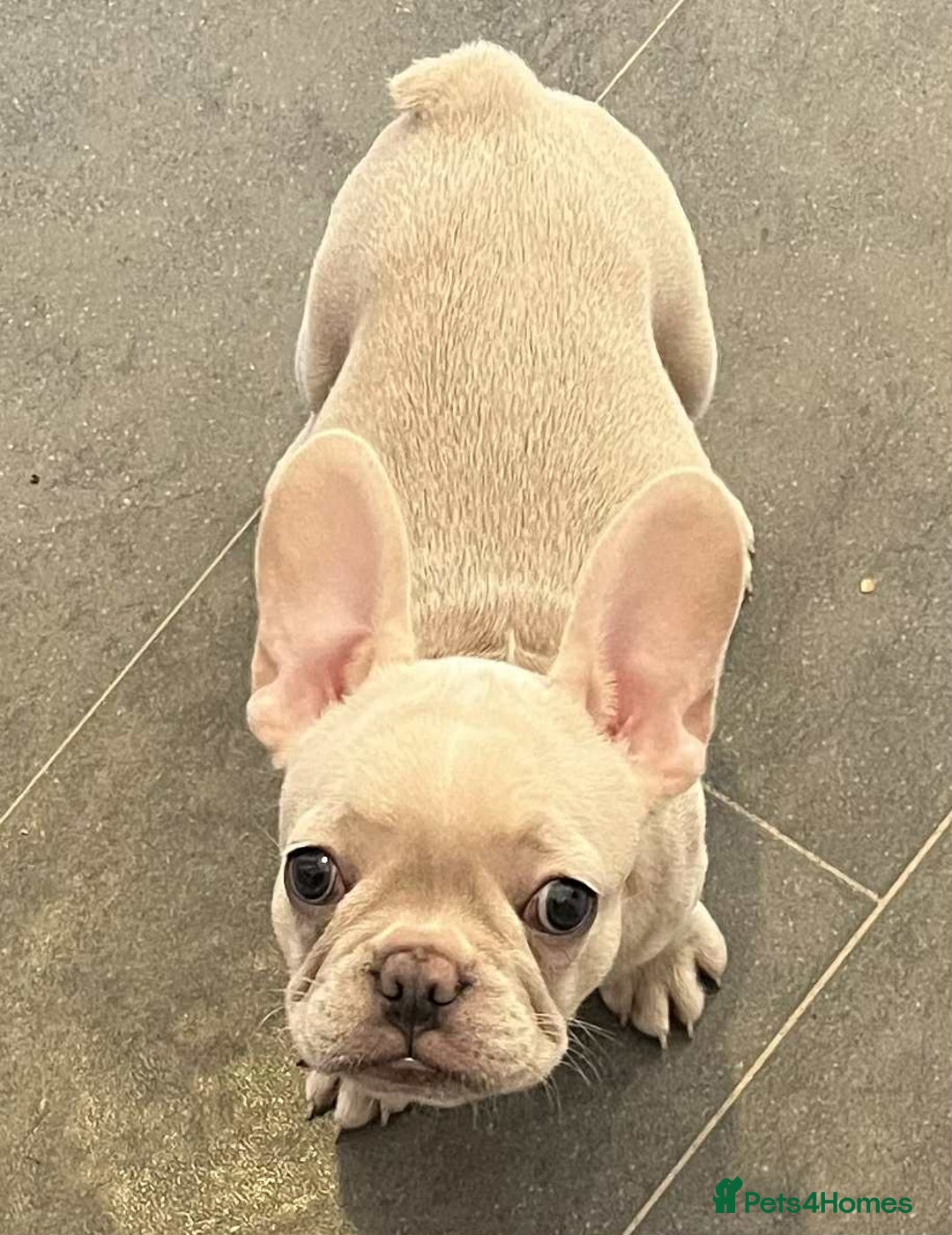 French Bulldog dogs for sale: Beautiful non kc female  - Image 28