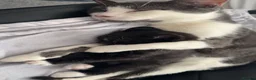 Mixed Breed cats for sale: tuxedo male cat kitten in Maidenhead - Advert 2