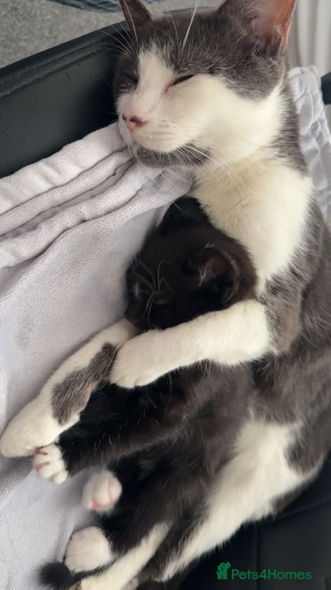 Mixed Breed cats for sale: tuxedo male cat kitten in Maidenhead - Advert 2