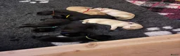 Labrador Retriever dogs for sale: Simply the best Labrador puppies KC registered - Advert 7